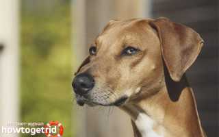 Азавак — описание породы и характер собаки