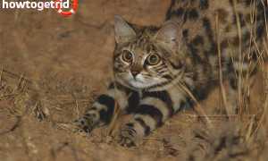 Африканская черноногая кошка — описание породы