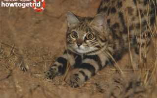 Африканская черноногая кошка — описание породы