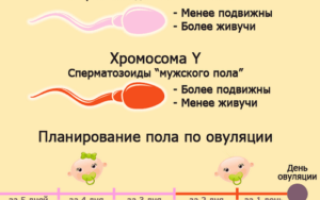 Можно ли забеременеть за два дня до овуляции