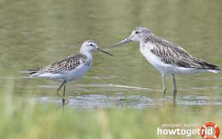 Большой улит — описание, среда обитания, интересные факты
