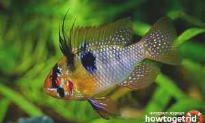 Апистограмма рамирези — уход и содержание в аквариуме
