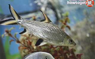 Акулий балу — уход и содержание в аквариуме