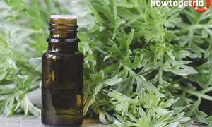 Эфирное масло полыни — свойства и применение