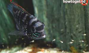 Акара голубовато-пятнистая — уход и содержание в аквариуме