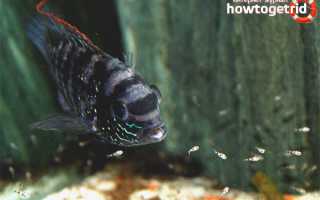 Акара голубовато-пятнистая — уход и содержание в аквариуме