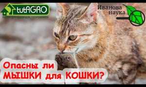 Что делать, если кот съел отравленную мышь?