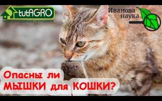 Что делать, если кот съел отравленную мышь?