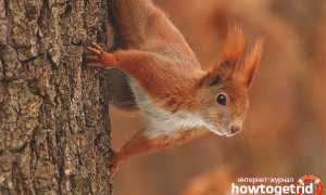 Белка — описание, среда обитания, образ жизни