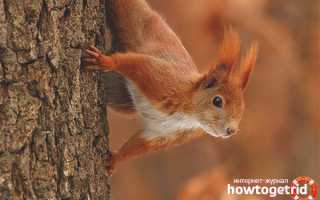 Белка — описание, среда обитания, образ жизни