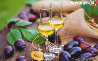 Домашнее вино из сливы: рецепты приготовления