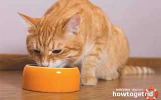 Чем кормить кота при мочекаменной болезни?