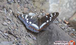 Бабочка ленточник — описание, среда обитания, виды