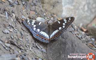 Бабочка ленточник — описание, среда обитания, виды