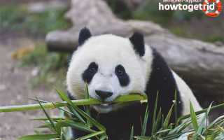 Большая панда — описание, среда обитания, образ жизни