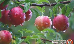 Алыча — полезные свойства и противопоказания