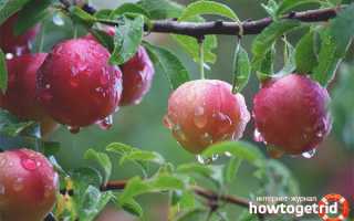 Алыча — полезные свойства и противопоказания