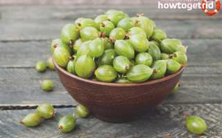 Чем полезен крыжовник для организма человека