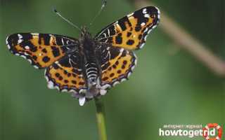 Бабочка пестрокрыльница — описание, среда обитания, виды