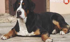 Большой швейцарский зенненхунд — описание породы