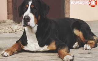 Большой швейцарский зенненхунд — описание породы