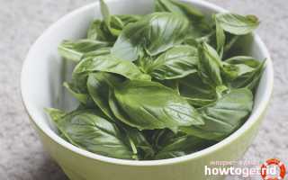 Чем полезен базилик для организма человека