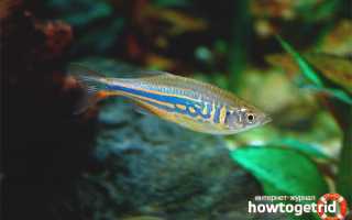 Данио малабарский — уход и содержание в аквариуме