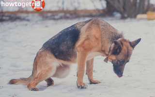 Артрит у собак: причины, симптомы, лечение