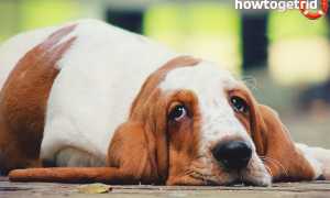 Бассет-хаунд — описание породы и характер собаки