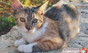 Эгейская кошка — описание породы и характер кошки