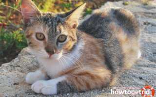 Эгейская кошка — описание породы и характер кошки