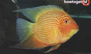 Цихлазома северум — уход и содержание в аквариуме