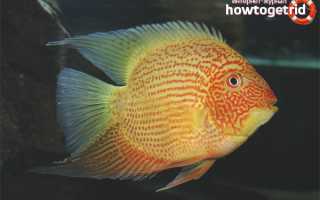 Цихлазома северум — уход и содержание в аквариуме