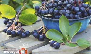 Черноплодная рябина — польза и вред для здоровья