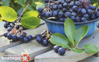 Черноплодная рябина — польза и вред для здоровья