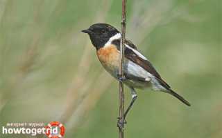 Черноголовый чекан — описание, среда обитания, интересные факты