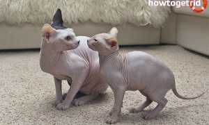 Донской сфинкс — описание породы и характер кошки