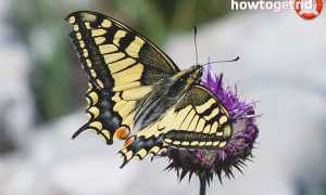 Бабочка махаон — описание, среда обитания, виды