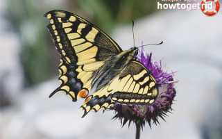 Бабочка махаон — описание, среда обитания, виды