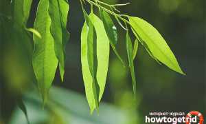 Эвкалипт — лечебные свойства и противопоказания