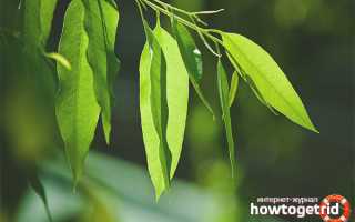 Эвкалипт — лечебные свойства и противопоказания