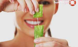 Алоэ — лечебные свойства и противопоказания