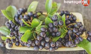 Черная рябина — полезные свойства и противопоказания