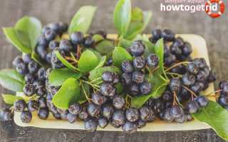 Черная рябина — полезные свойства и противопоказания