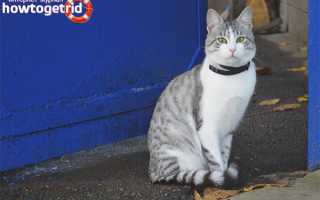 Аравийский мау — описание породы и характер кошки