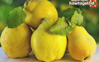 Айва во время беременности — польза и вред