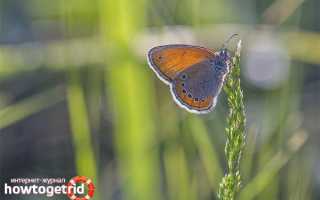 Бабочка сенница — описание, среда обитания, виды