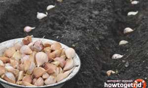 Чем обработать чеснок перед посадкой под зиму