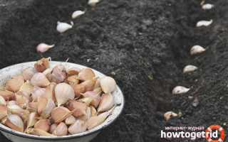 Чем обработать чеснок перед посадкой под зиму