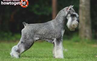 Цвергшнауцер — описание породы и характер собаки